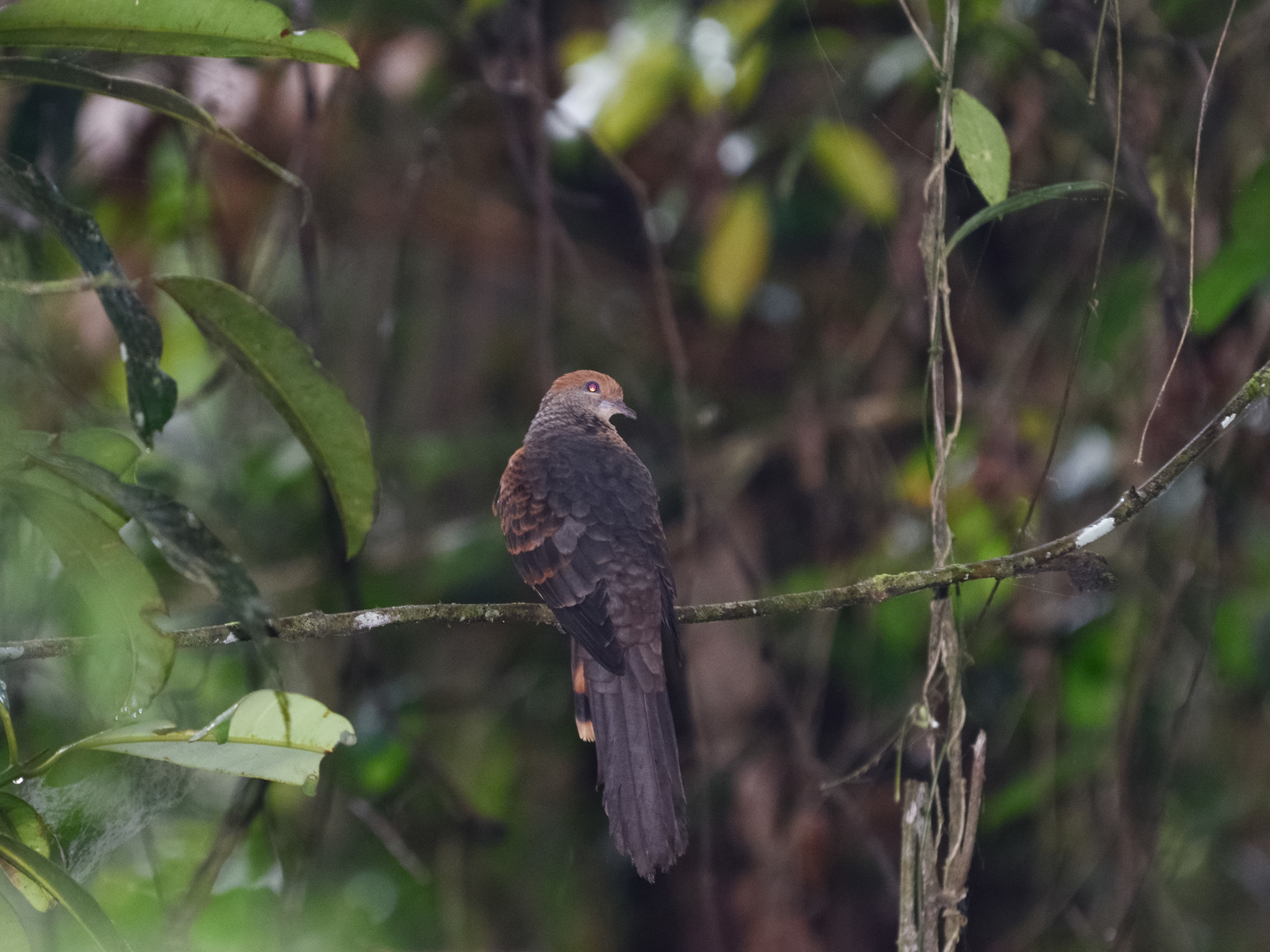 Little Cuckoo-Dove