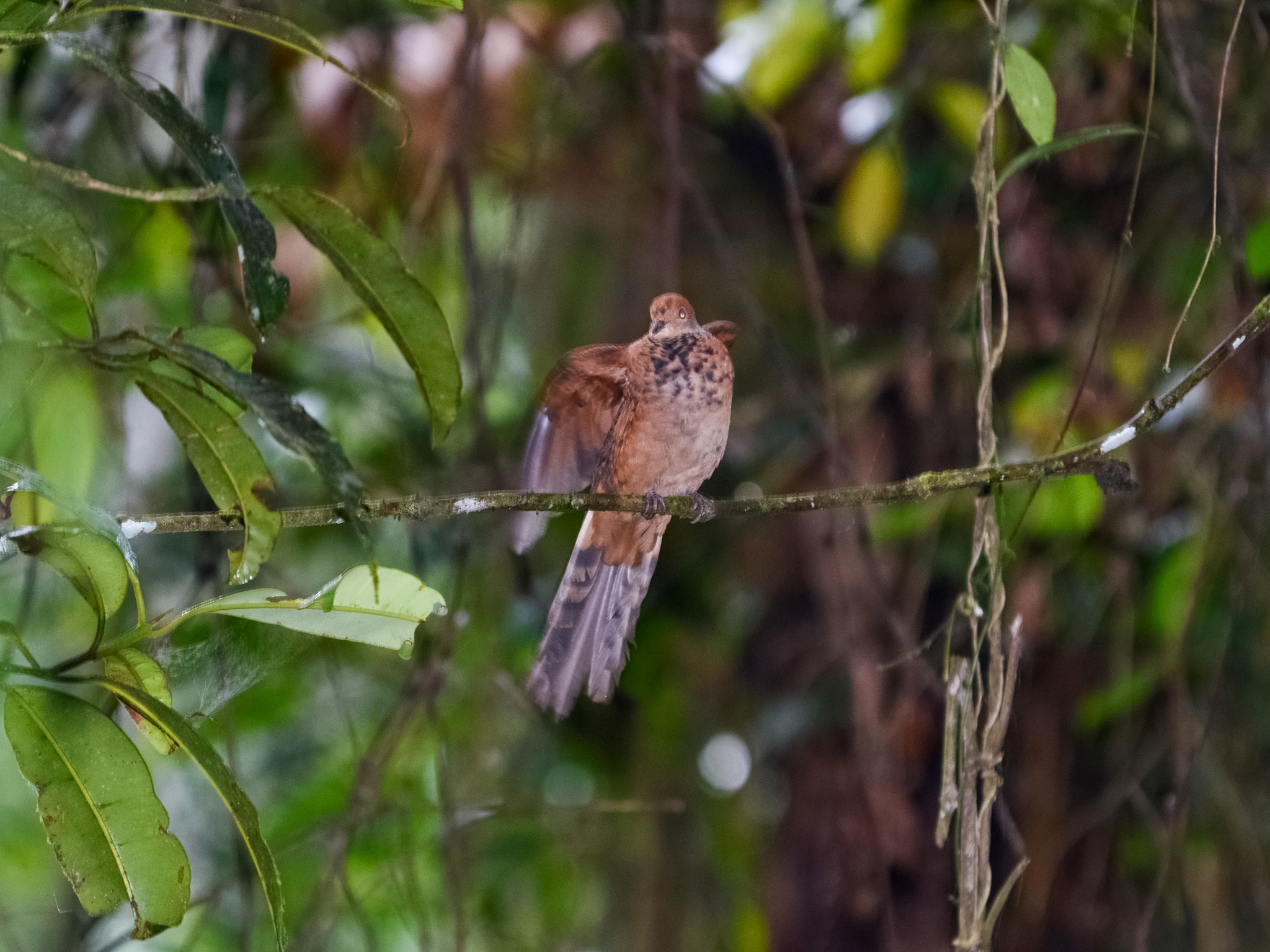 Little Cuckoo-Dove