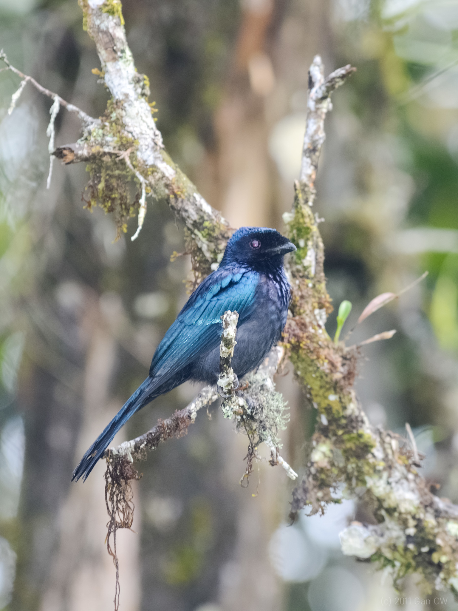 Lesser Racket-tailed Drongo