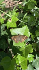 Pararge aegeria