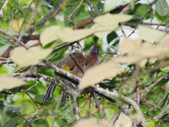 Trochalopteron peninsulae