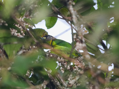 Psilopogon pyrolophus