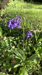 Hyacinthoides non-scripta