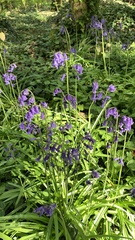 Hyacinthoides non-scripta