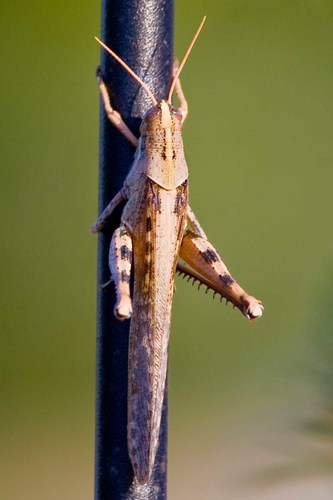 Gray Bird Grasshopper, photo 8 of 10