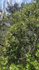 Acacia mearnsii image