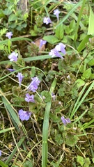 Glechoma hederacea