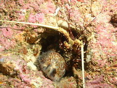 Panulirus stimpsoni