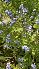 Myosotis sylvatica