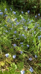 Myosotis sylvatica