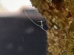 Cladonema