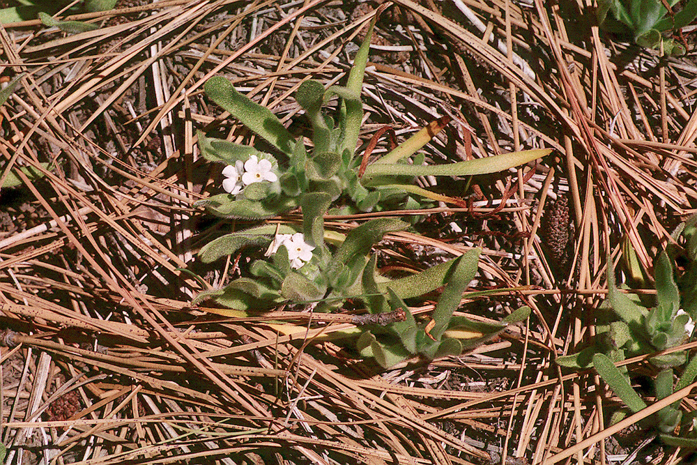 Plagiobothrys mollis