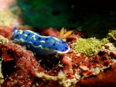 Hypselodoris festiva