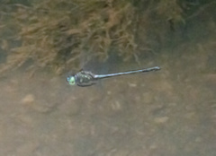 Hemicordulia eduardi