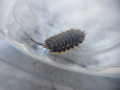 Trachelipus caucasius