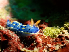 Hypselodoris festiva