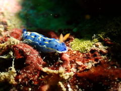 Hypselodoris festiva