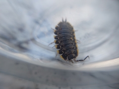 Trachelipus caucasius