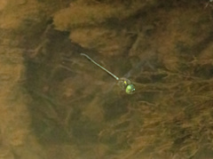 Hemicordulia eduardi