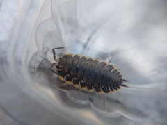 Trachelipus caucasius