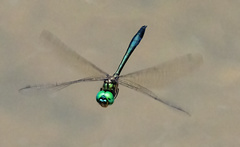 Hemicordulia eduardi