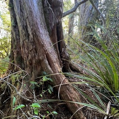 Podocarpus laetus