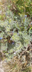 Alkanna strigosa