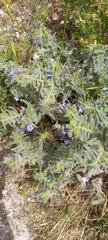 Alkanna strigosa