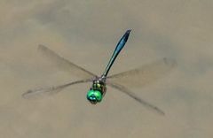 Hemicordulia eduardi