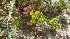 Euphorbia portlandica
