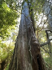 Podocarpus laetus