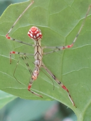 Endochus cingalensis