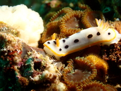 Chromodoris orientalis
