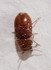 Lasioderma serricorne