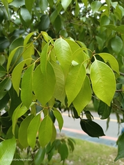 Lithocarpus taitoensis