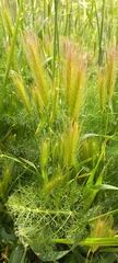 Hordeum murinum glaucum
