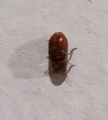 Lasioderma serricorne