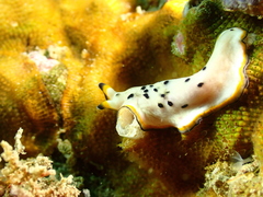 Pseudoceros nipponicus
