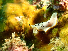 Pseudoceros nipponicus