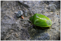 Glaucias subpunctatus