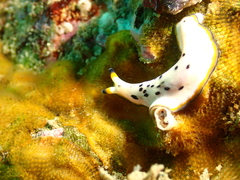 Pseudoceros nipponicus