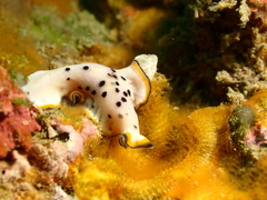 Pseudoceros nipponicus