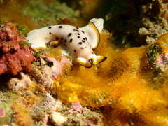 Pseudoceros nipponicus