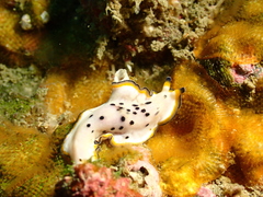 Pseudoceros nipponicus