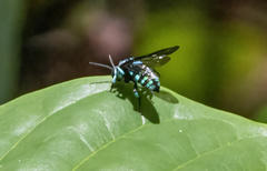 Thyreus nitidulus nitidulus