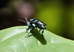 Thyreus nitidulus nitidulus