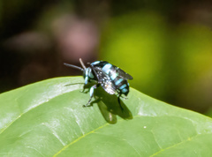 Thyreus nitidulus nitidulus