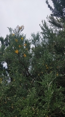 Genista maderensis