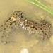 European Fire-Bellied Toad - Photo (c) Tom Kirschey, some rights reserved (CC BY-NC), uploaded by Tom Kirschey