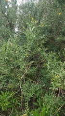 Genista maderensis